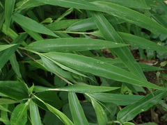 Microstegium ciliatum