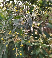 Blumea balsamifera