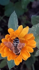 Andrena flavipes