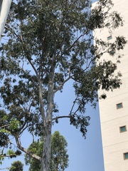 Eucalyptus