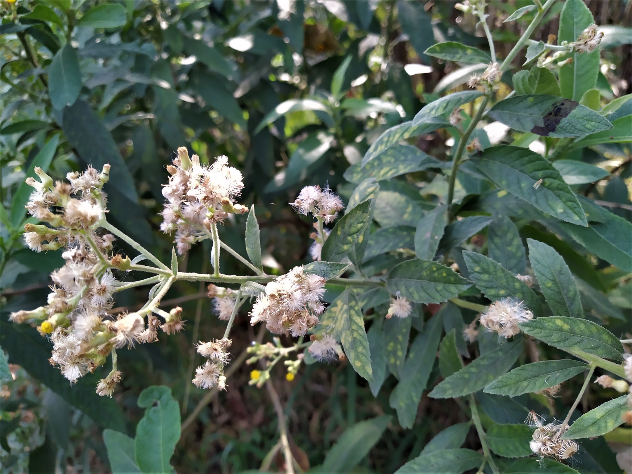 Blumea balsamifera (L.) DC.