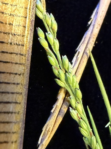 Panicum fauriei observed 2026-05-27