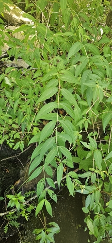 Diervilla rivularis, photograph 1