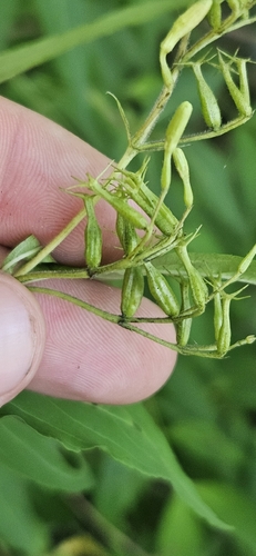 Diervilla rivularis, photograph 2