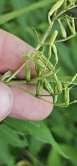 Diervilla rivularis, photograph (c) Jeff Wilson, some rights reserved (CC BY)