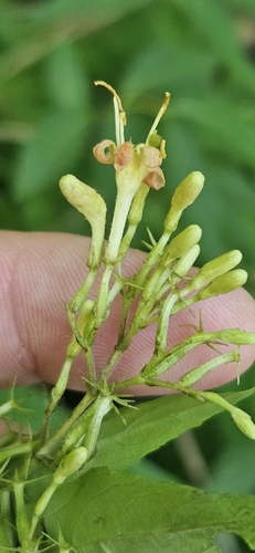 Diervilla rivularis, photograph 3