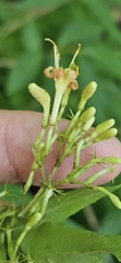 Diervilla rivularis, photograph (c) Jeff Wilson, some rights reserved (CC BY)