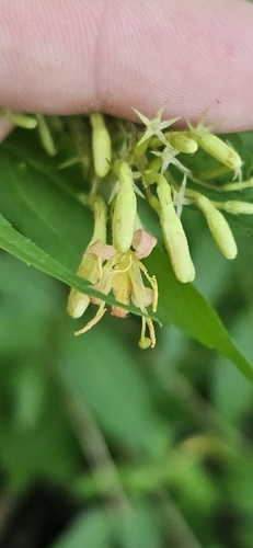 Diervilla rivularis, photograph 4