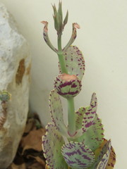 Kalanchoe marmorata
