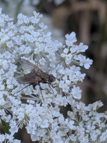 Dinera grisescens