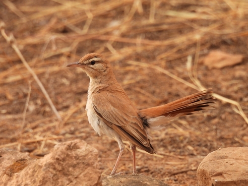 Rufous-tailed Scrub-Robin