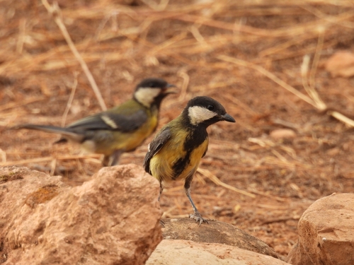 Great Tit