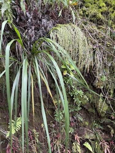 Panicum lineale observed 2026-03-05