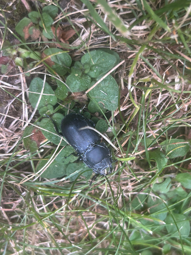 Lesser Stag Beetle