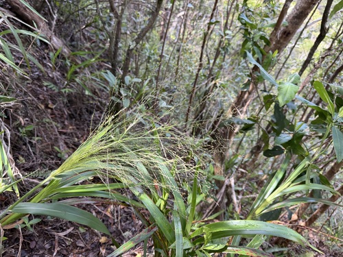 Panicum nephelophilum observed 2026-03-26