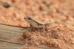 Sceloporus siniferus