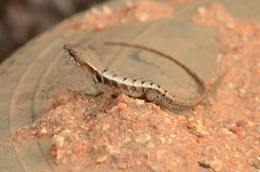 Sceloporus siniferus