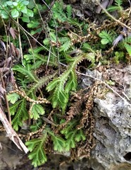 Selaginella repanda