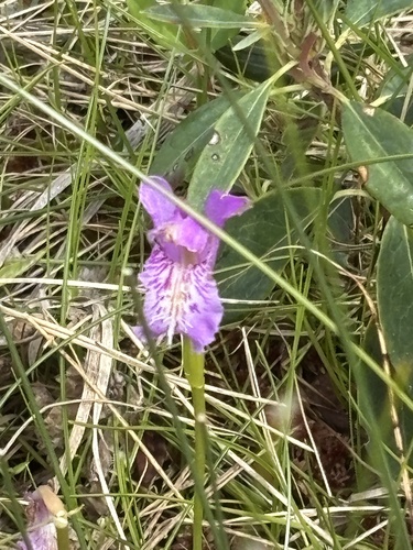 Arethusa bulbosa, photograph 6