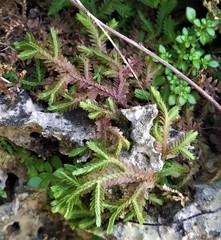 Selaginella repanda