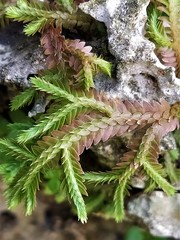 Selaginella repanda