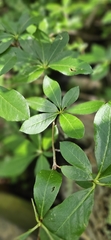 Rhododendron arborescens