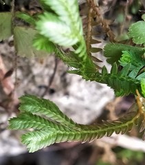 Selaginella repanda