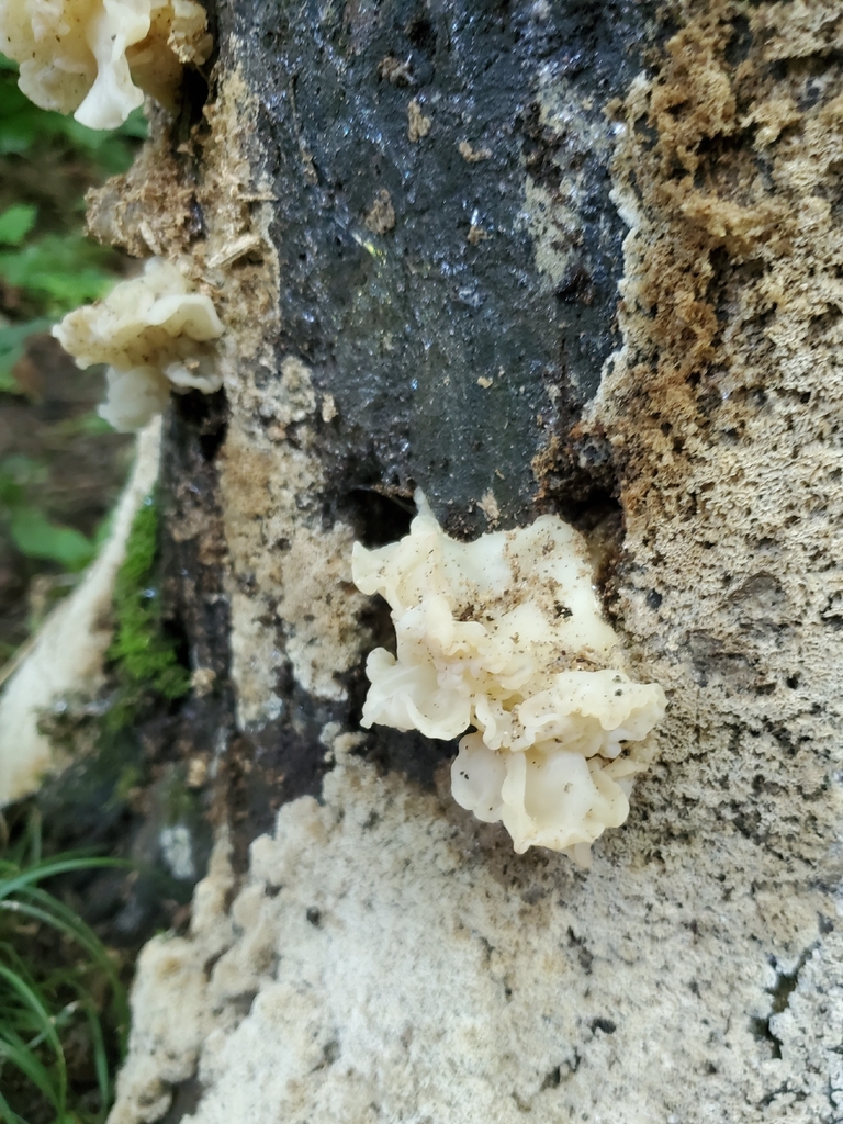 white jelly fungus · July 2026 · photo: Photo: no rights reserved · iNaturalist