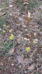 Alyssum trichostachyum