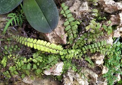 Adiantum malesianum