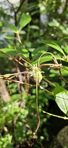 Rhododendron arborescens, photograph 4