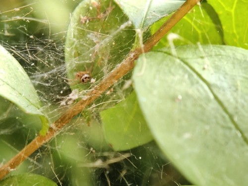 Noble False Widow
