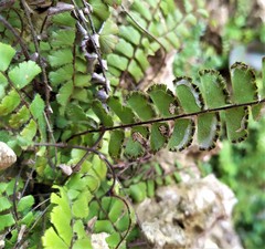 Adiantum malesianum