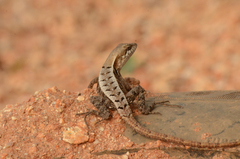 Sceloporus siniferus