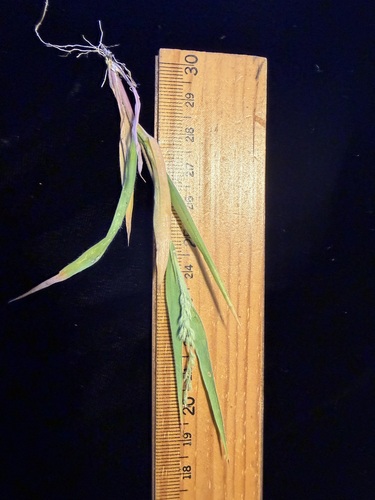 Panicum pellitum observed 2026-05-27