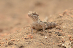 Sceloporus siniferus