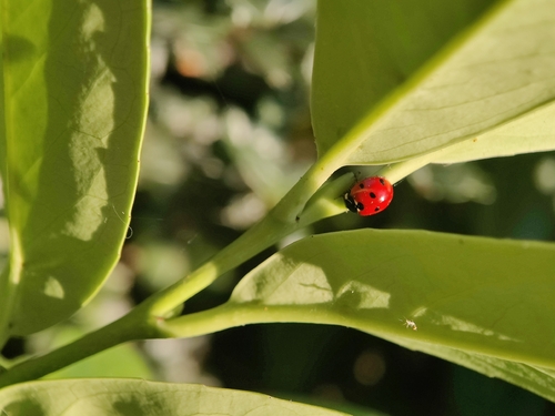 Seven-spotted Lady Beetle
