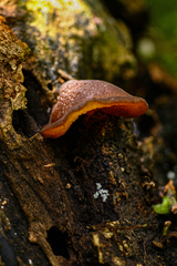 Auricularia mesenterica