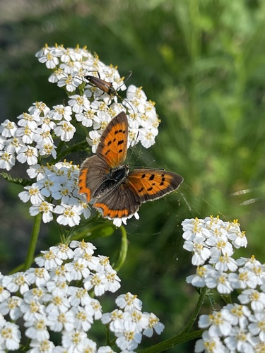 Small Copper