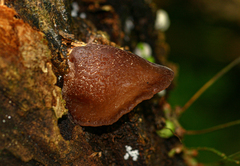 Auricularia mesenterica