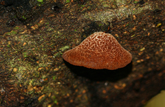 Auricularia mesenterica