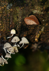 Auricularia mesenterica