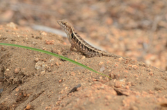 Sceloporus siniferus