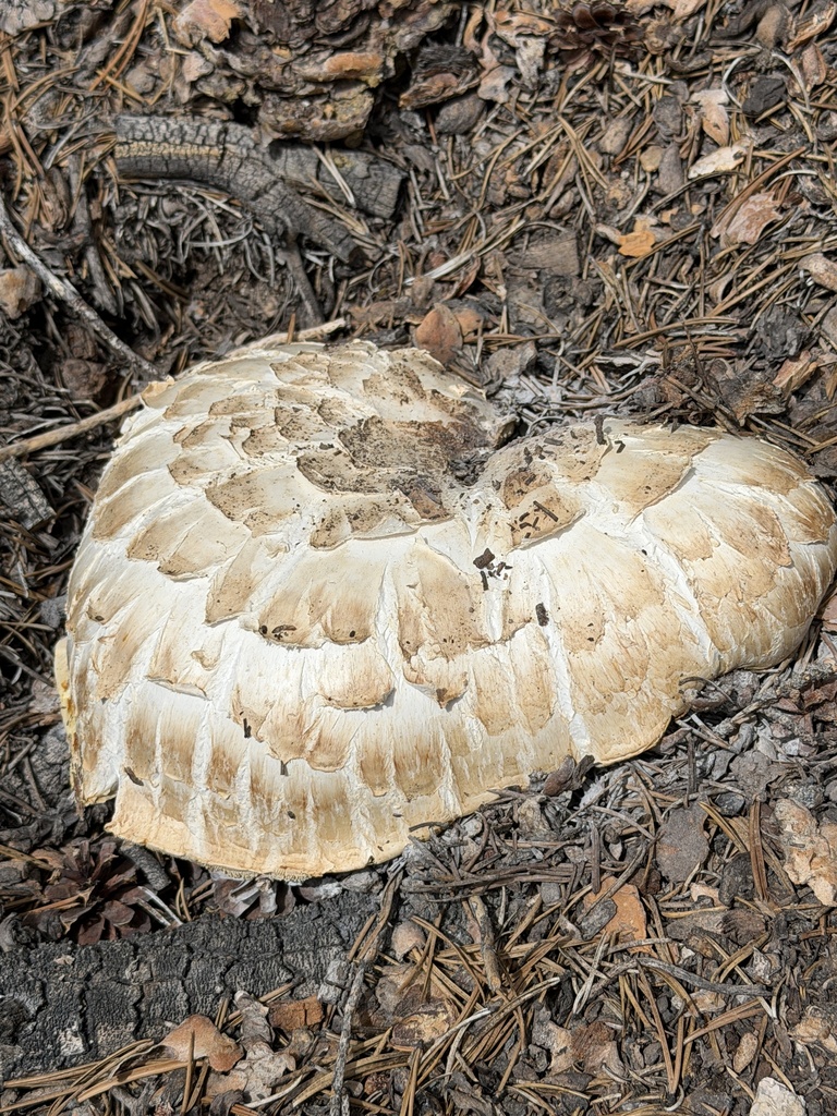 Giant Sawgill · July 2026 · photo: Photo: no rights reserved · iNaturalist