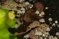 Auricularia mesenterica
