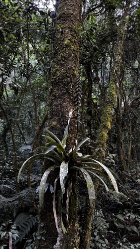 Vriesea platynema
