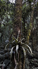 Vriesea platynema