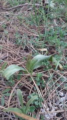 Himantoglossum comperianum