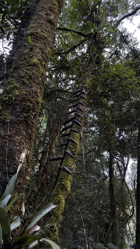 Vriesea platynema, photograph 2