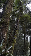 (c) Nicollas Michels, some rights reserved (CC BY-SA) Vriesea platynema, photograph (c) Nicollas Michels, some rights reserved (CC BY-SA)